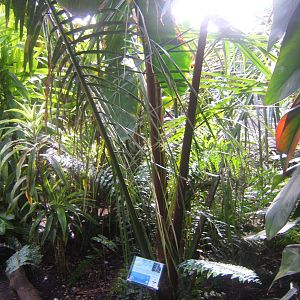 Cohune Palm (Attalea cohune)