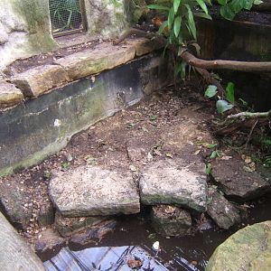 Empty Crocodilian exhibit