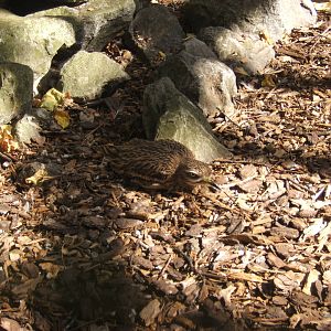 Eurasian Stone-curlew