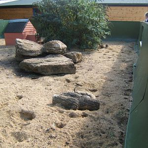 Banded Mongoose enclosure