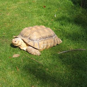 Sulcatta Tortoise