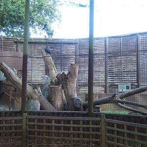 View of Southern Ground Hornbill Aviary