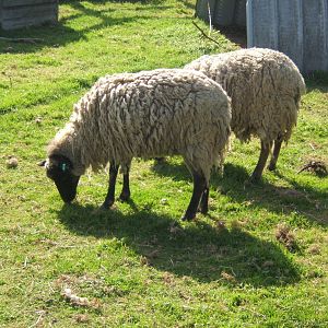 North Ronaldsay Sheep