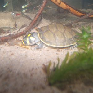 Hemsley Conservation Centre