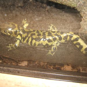 Hemsley Conservation Centre