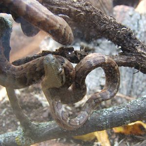 Hemsley Conservation Centre