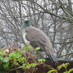 Bioparco di Roma 5.4.15