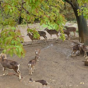 Bioparco di Roma 5.4.15