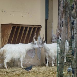 Bioparco di Roma 5.4.15