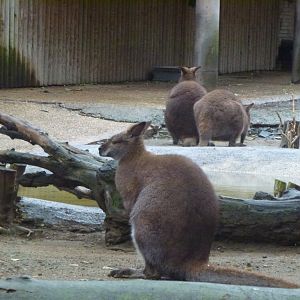 Bioparco di Roma 5.4.15