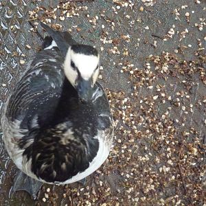 Bioparco di Roma 5.4.15