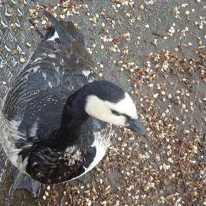 Bioparco di Roma 5.4.15