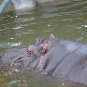 Bioparco di Roma 5.4.15
