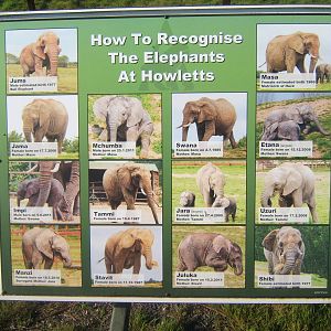 Out of date who`s who of the Elephants