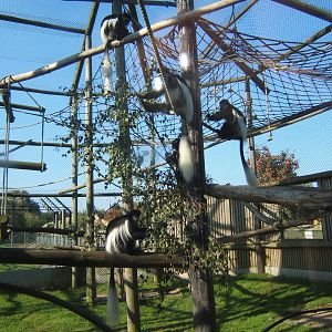 View of Colobus enclosure