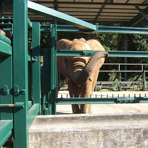 The very newly arrived new breeding Bull African Elephant