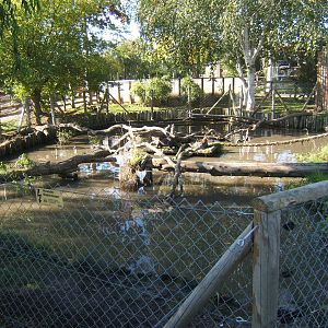 View Of Smooth-coated Otter enclsoure