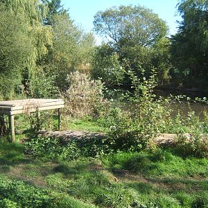 View of European Wolf enclosure