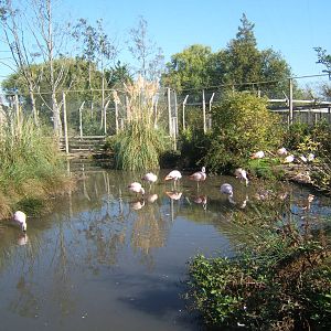 Chilean Flamingo`s in the walk through aviary