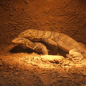 Gray`s Monitor`s mating