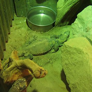 Rough-necked Monitor