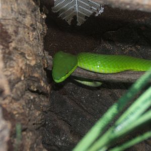 White-lipped Pit viper