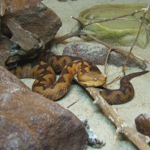 European Nose-horned Viper