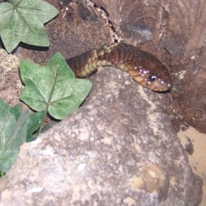 Snout-vented Cobra