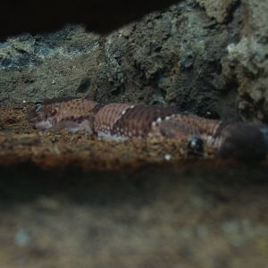 African Fat-tailed Gecko