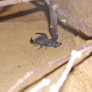 Giant Banded Flat Rock Scorpion (Hadogens bicolor)