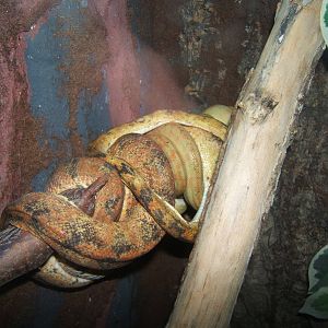 Amazon Tree Boa`s