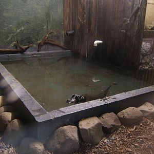 West African Dwarf Crocodile