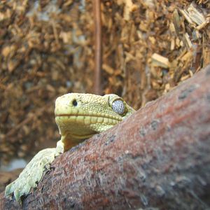 Henkel`s Giant Gecko