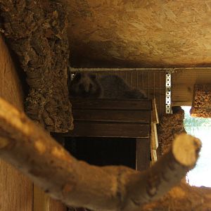 Northern Luzon Cloud Rat