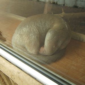 Tamandua