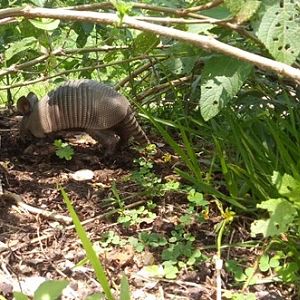 Armadillo