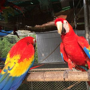Scarlet Macaw