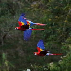 Free Red Macaw