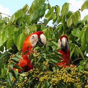 Free Macaws