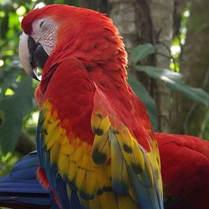 Macaw watching