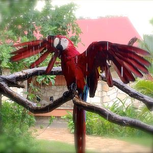 Free Red Macaw