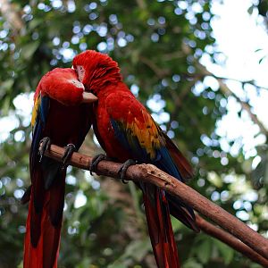 red macaw