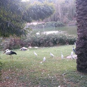 Jerusalem Biblical Zoo 23.11.13