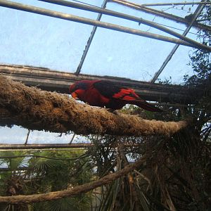 Black-winged Lory