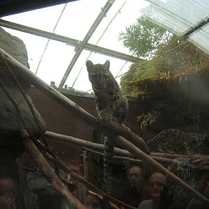 Clouded Leopards