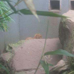 Jaguarundi