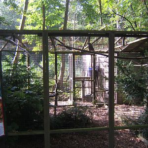Corvid Aviary