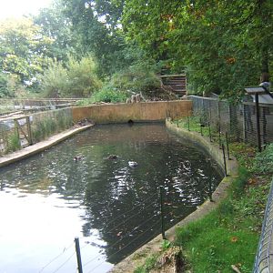 View of European Beaver enclosure