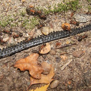 Wild Red Wood Ants