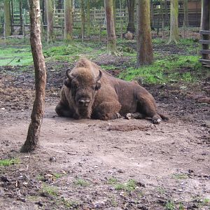 Wisent